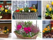 Entstauben Sie Ihre Pflanzgefäße und bereiten Sie sie auf die Frühlingsmonate vor – Schöne Inspiration für die Fensterbank