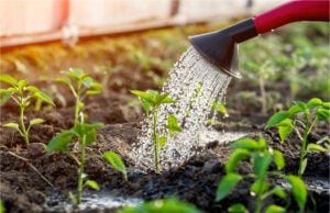 Hefe als Dünger für Pflanzen: Wann es sinnvoll ist und warum man es nicht übertreiben sollte Hefe als Dünger für Pflanzen: Wann es sinnvoll ist und warum man es nicht übertreiben sollte