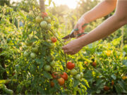Ein Fehler, der Sie die Hälfte Ihrer Tomatenernte kostet: Wie man Tomaten richtig ausgeizt und welche Triebe sofort entfernt werden müssen Entfernen der unteren Blätter für besseres Wachstum.