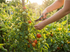 Ein Fehler, der Sie die Hälfte Ihrer Tomatenernte kostet: Wie man Tomaten richtig ausgeizt und welche Triebe sofort entfernt werden müssen Entfernen der unteren Blätter für besseres Wachstum.