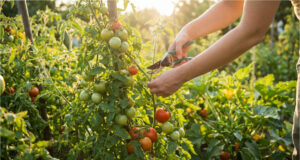 Ein Fehler, der Sie die Hälfte Ihrer Tomatenernte kostet: Wie man Tomaten richtig ausgeizt und welche Triebe sofort entfernt werden müssen Entfernen der unteren Blätter für besseres Wachstum.