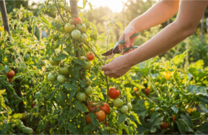 Ein Fehler, der Sie die Hälfte Ihrer Tomatenernte kostet: Wie man Tomaten richtig ausgeizt und welche Triebe sofort entfernt werden müssen Entfernen der unteren Blätter für besseres Wachstum.