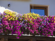 7 Balkonblumen, die pralle Sonne vertragen und bis zum Herbst blühen Geranien auf sonnigem Balkon