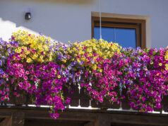 7 Balkonblumen, die pralle Sonne vertragen und bis zum Herbst blühen Geranien auf sonnigem Balkon