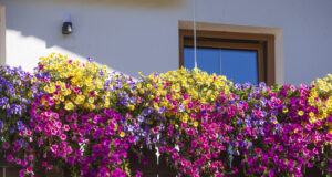 7 Balkonblumen, die pralle Sonne vertragen und bis zum Herbst blühen Geranien auf sonnigem Balkon