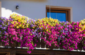 7 Balkonblumen, die pralle Sonne vertragen und bis zum Herbst blühen Geranien auf sonnigem Balkon