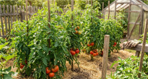 Riesige Tomatenernte ohne Chemie: 3 Hausdünger, die das Wachstum ankurbeln und die Früchte vor Pilzbefall schützen Gesunde Tomaten im Garten