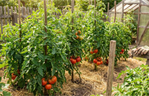 Riesige Tomatenernte ohne Chemie: 3 Hausdünger, die das Wachstum ankurbeln und die Früchte vor Pilzbefall schützen Gesunde Tomaten im Garten