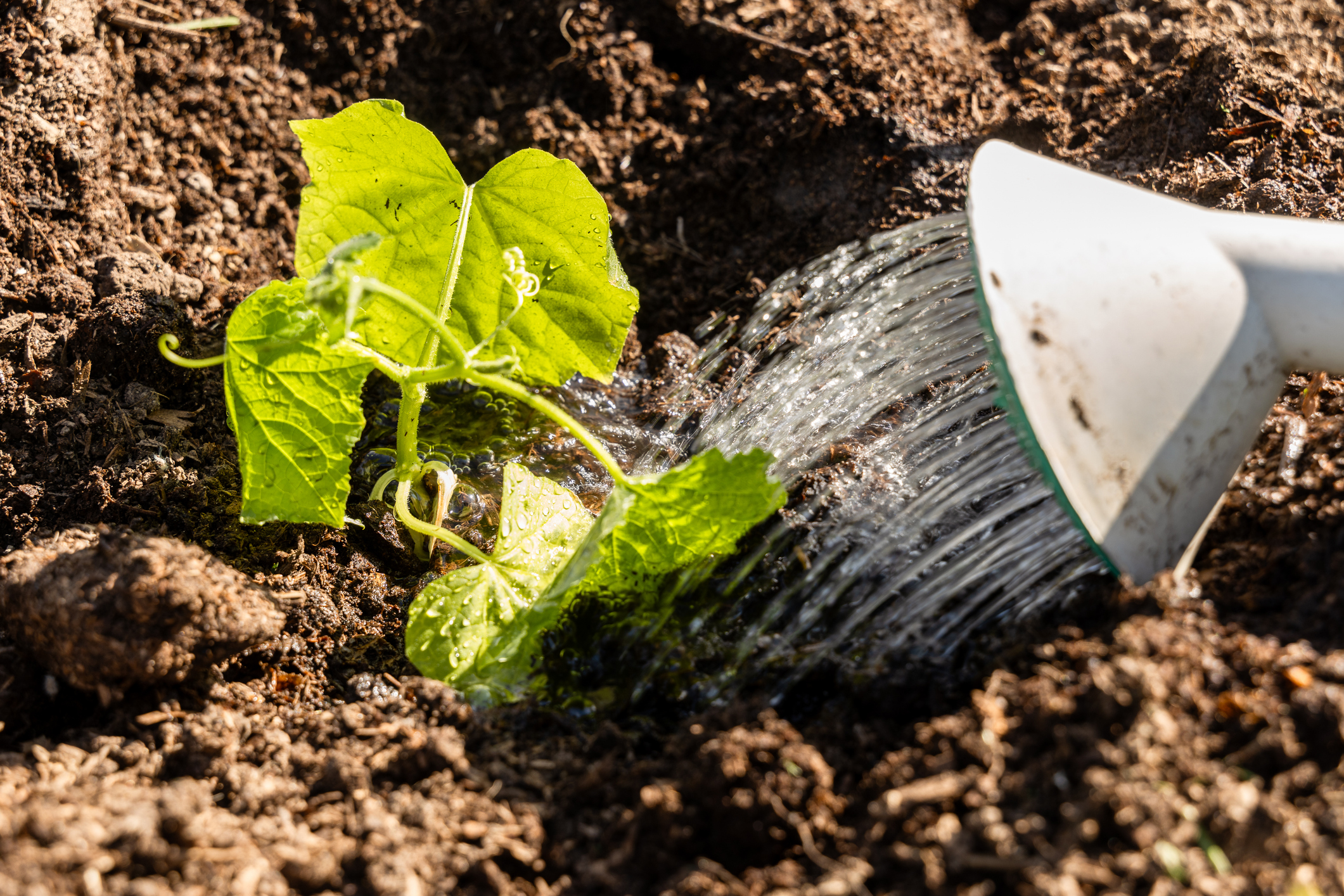 Gurkenpflanzen im Beet