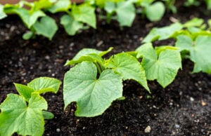 Werden Ihre Gurkenblätter gelb? Gönnen Sie ihnen diesen günstigen Hauselixier für eine riesige Ernte ohne Chemie Gurkenpflanzen im Beet