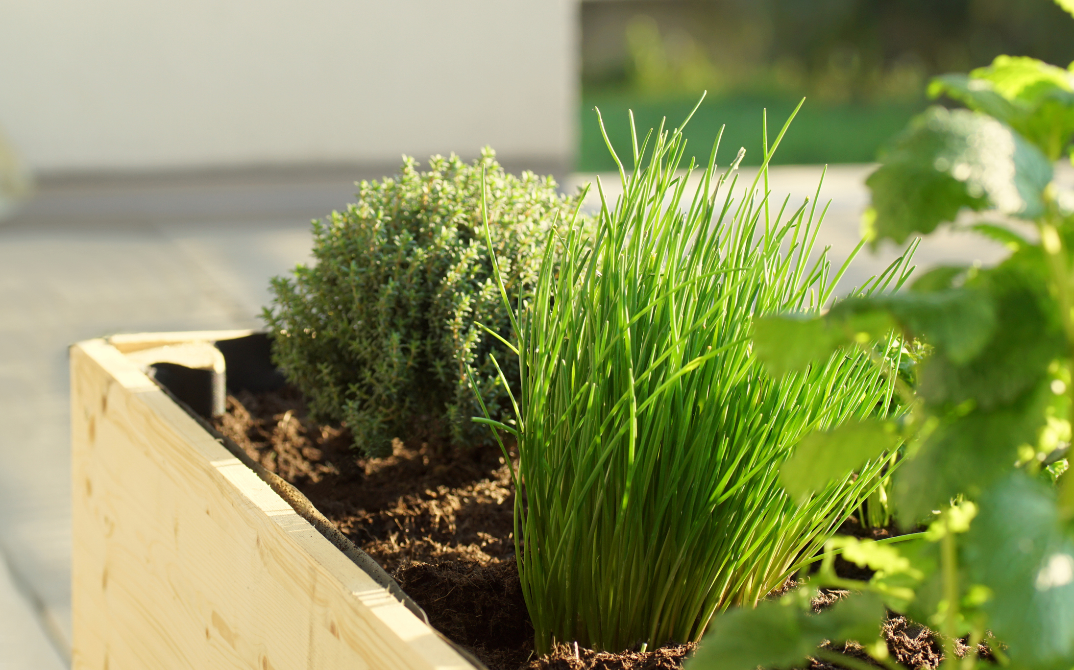 Dichter Schnittlauch im Garten