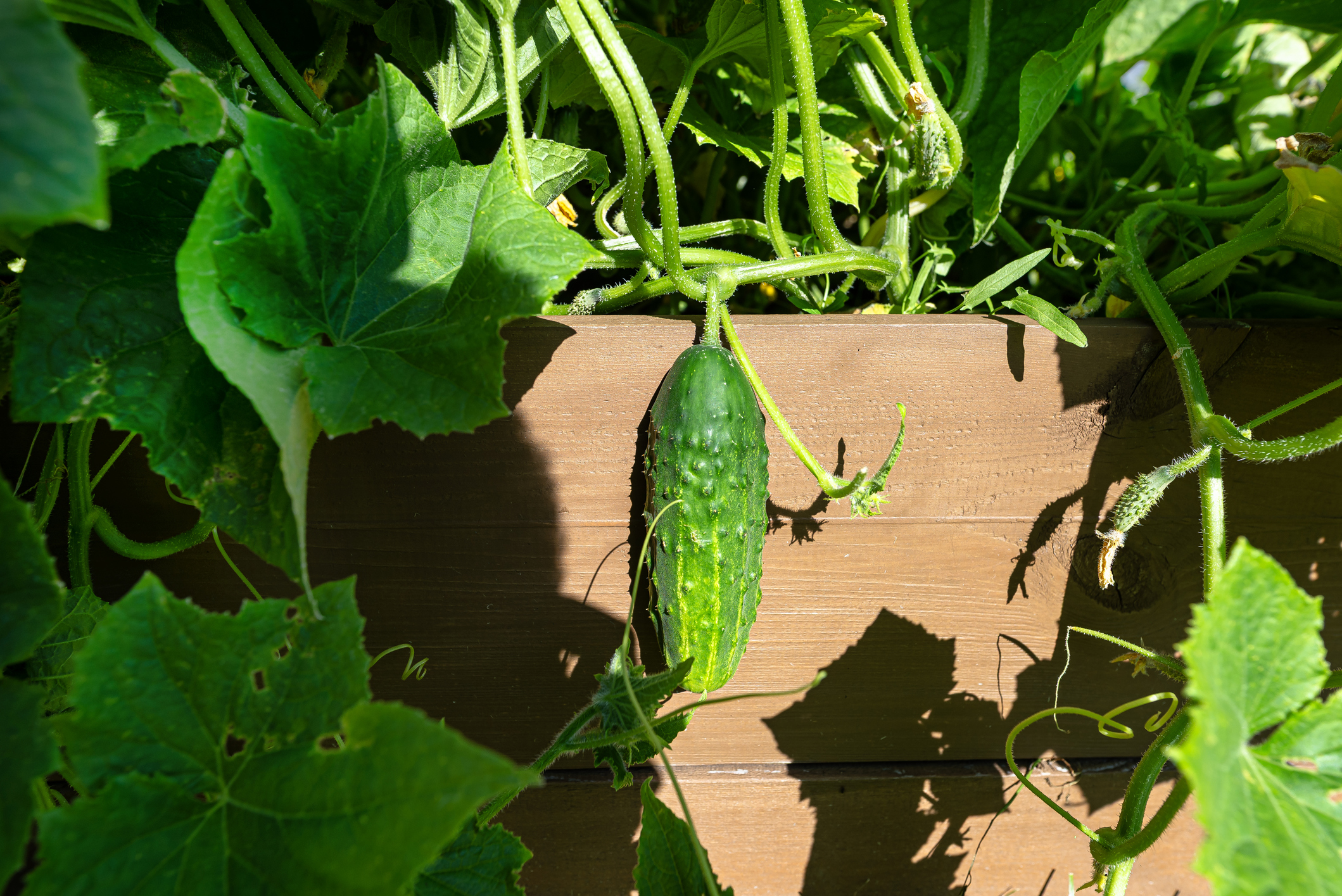 Bananenschalen als Dünger für Gurken