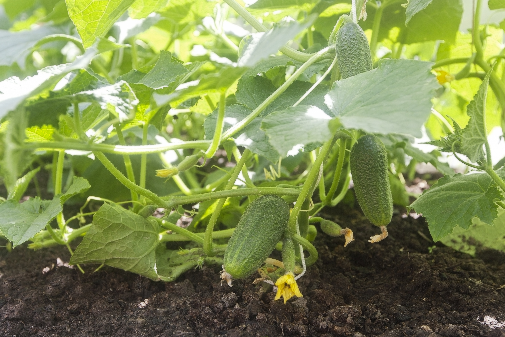 Reiche Gurkenernte im Garten