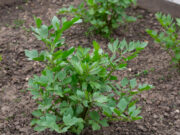Liebstöckel im Garten: Das Suppenkraut, das fast von selbst wächst. Vermeiden Sie diese 3 Fehler Liebstöckel im Garten: Richtig gießen