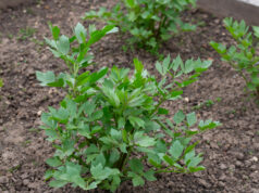 Liebstöckel im Garten: Das Suppenkraut, das fast von selbst wächst. Vermeiden Sie diese 3 Fehler Liebstöckel im Garten: Richtig gießen