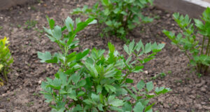 Liebstöckel im Garten: Das Suppenkraut, das fast von selbst wächst. Vermeiden Sie diese 3 Fehler Liebstöckel im Garten: Richtig gießen