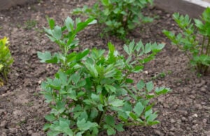 Liebstöckel im Garten: Das Suppenkraut, das fast von selbst wächst. Vermeiden Sie diese 3 Fehler Liebstöckel im Garten: Richtig gießen
