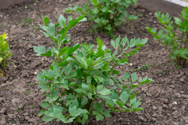 liebstoeckel-im-garten-richtig-giessen Liebstöckel im Garten: Richtig gießen