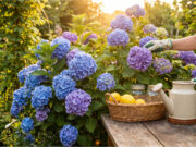 Möchten Sie Hortensien mit riesigen Blüten? Gönnen Sie ihnen alle zwei Wochen diesen sauren Küchen-Drink Hortensien mit üppigen Blüten dank saurer Gießlösung