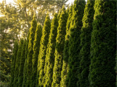 Der Nachbar pflanzte schnellwachsende Thuja an der Grundstücksgrenze – in zwei Jahren raubte er uns das gesamte Nachmittagssonnenlicht Unser Garten voller Sonne und Ernte.