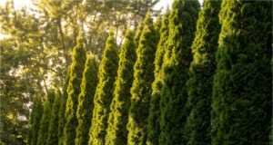 Der Nachbar pflanzte schnellwachsende Thuja an der Grundstücksgrenze – in zwei Jahren raubte er uns das gesamte Nachmittagssonnenlicht Unser Garten voller Sonne und Ernte.