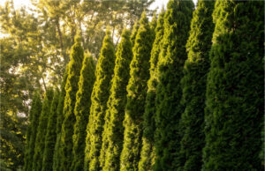 Der Nachbar pflanzte schnellwachsende Thuja an der Grundstücksgrenze – in zwei Jahren raubte er uns das gesamte Nachmittagssonnenlicht Unser Garten voller Sonne und Ernte.