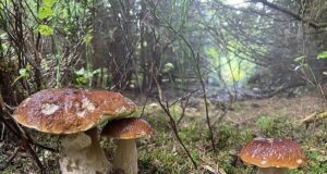 Wohin am Wochenende zum Pilzesammeln? Hier werden gute Funde gemeldet, anderswo trocknen die Wälder aus Pilzesammeln im Herbstwald