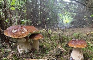 Wohin am Wochenende zum Pilzesammeln? Hier werden gute Funde gemeldet, anderswo trocknen die Wälder aus Pilzesammeln im Herbstwald