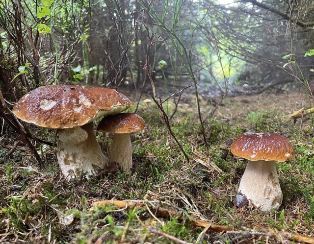 pilzesammeln-herbstwald Pilzesammeln im Herbstwald