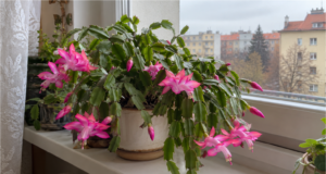 Weihnachtskaktus: Was Sie jetzt tun sollten, damit er zu Weihnachten blüht Weihnachtskaktus mit Knospen auf der Fensterbank