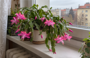 Weihnachtskaktus: Was Sie jetzt tun sollten, damit er zu Weihnachten blüht Weihnachtskaktus mit Knospen auf der Fensterbank